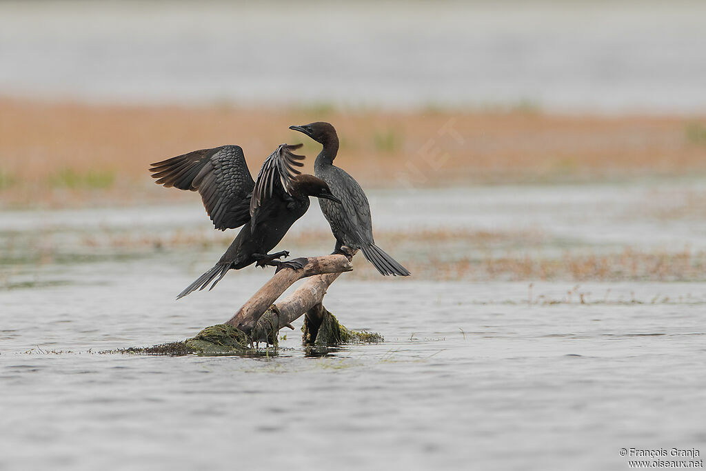 Pygmy Cormorant