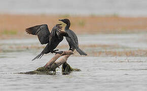 Pygmy Cormorant