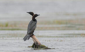 Pygmy Cormorant