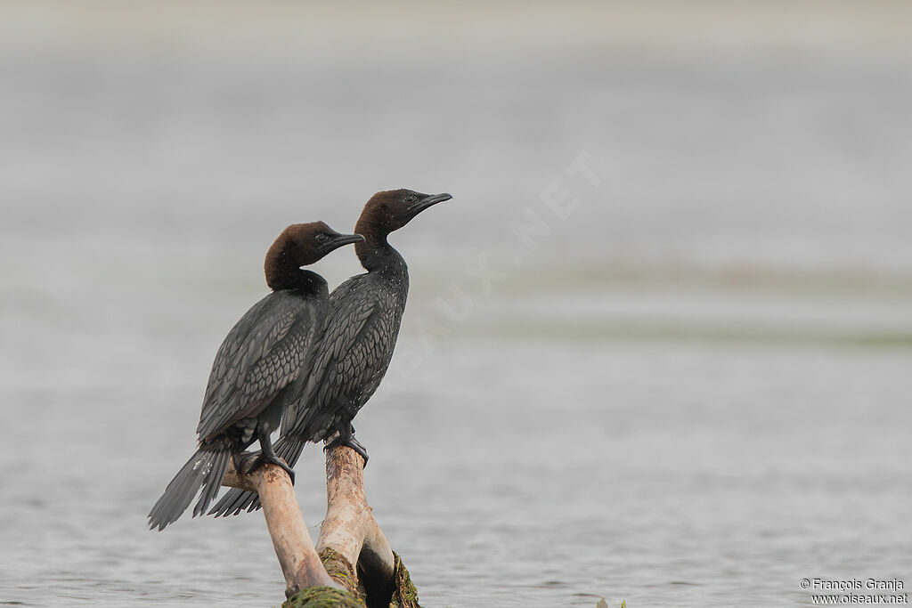 Pygmy Cormorant