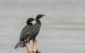 Pygmy Cormorant