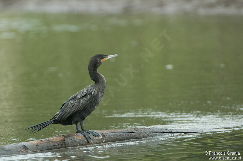 Cormoran viguaadulte