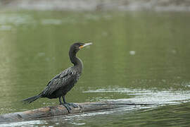 Neotropic Cormorant