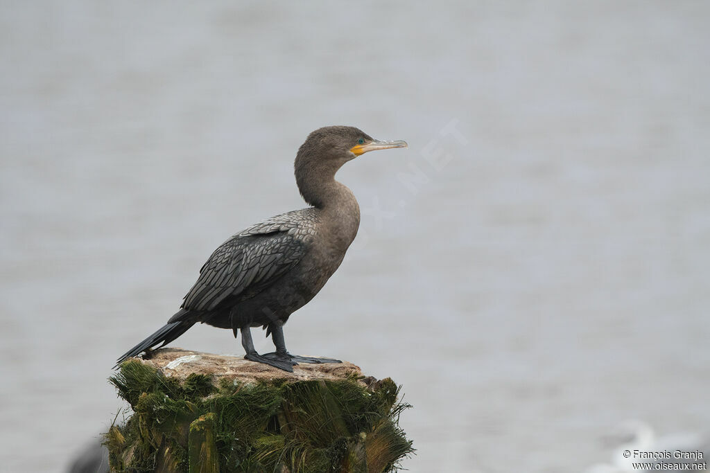 Neotropic Cormorant