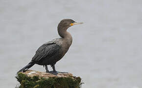 Neotropic Cormorant