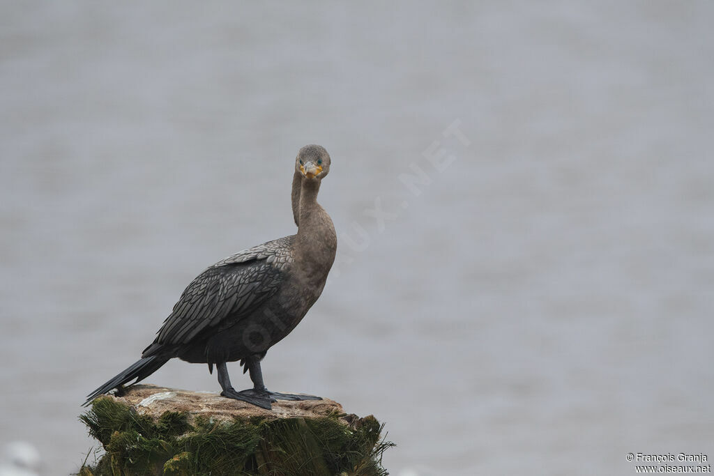 Neotropic Cormorant