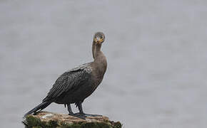 Neotropic Cormorant