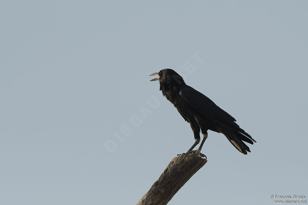 Cape Crow