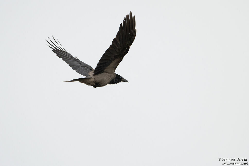 Hooded Crow