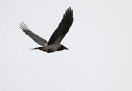 Hooded Crow