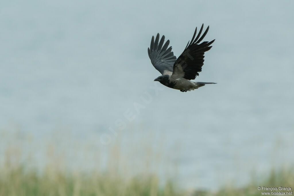 Hooded Crow