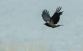 Hooded Crow