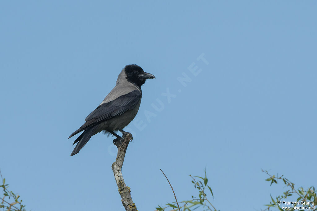 Hooded Crow