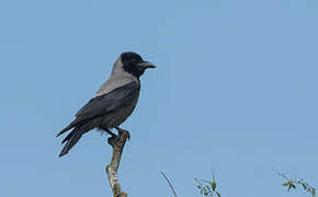 Hooded Crow