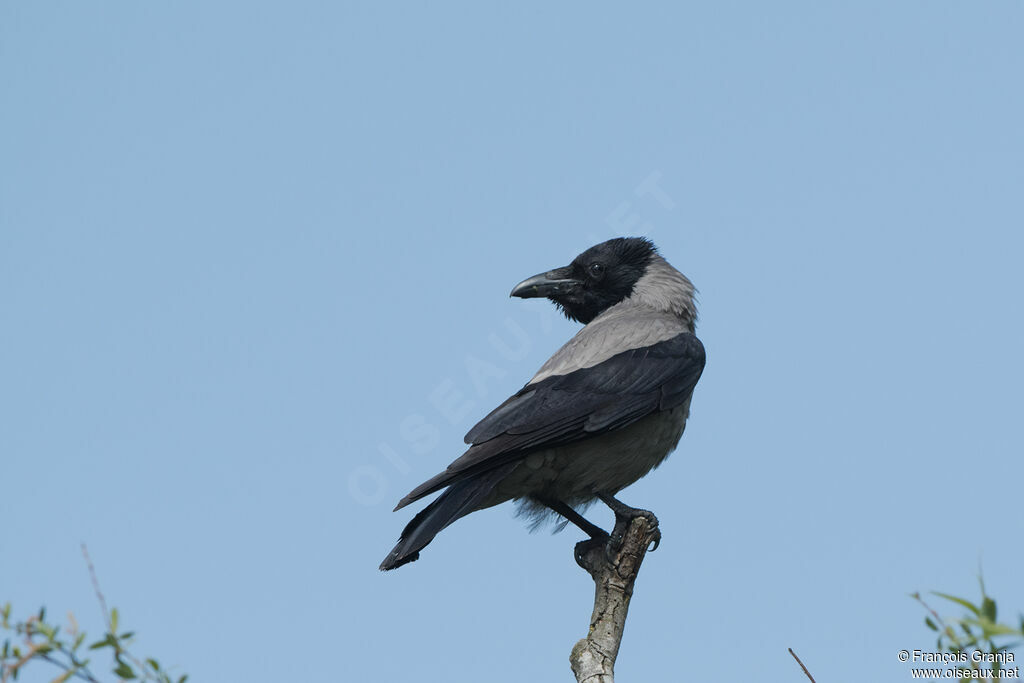 Hooded Crow