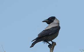 Hooded Crow