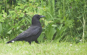 Carrion Crow