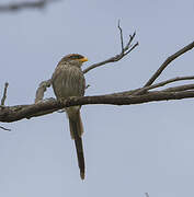 Yellow-billed Shrike