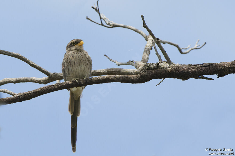 Yellow-billed Shrikeadult