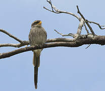 Yellow-billed Shrike