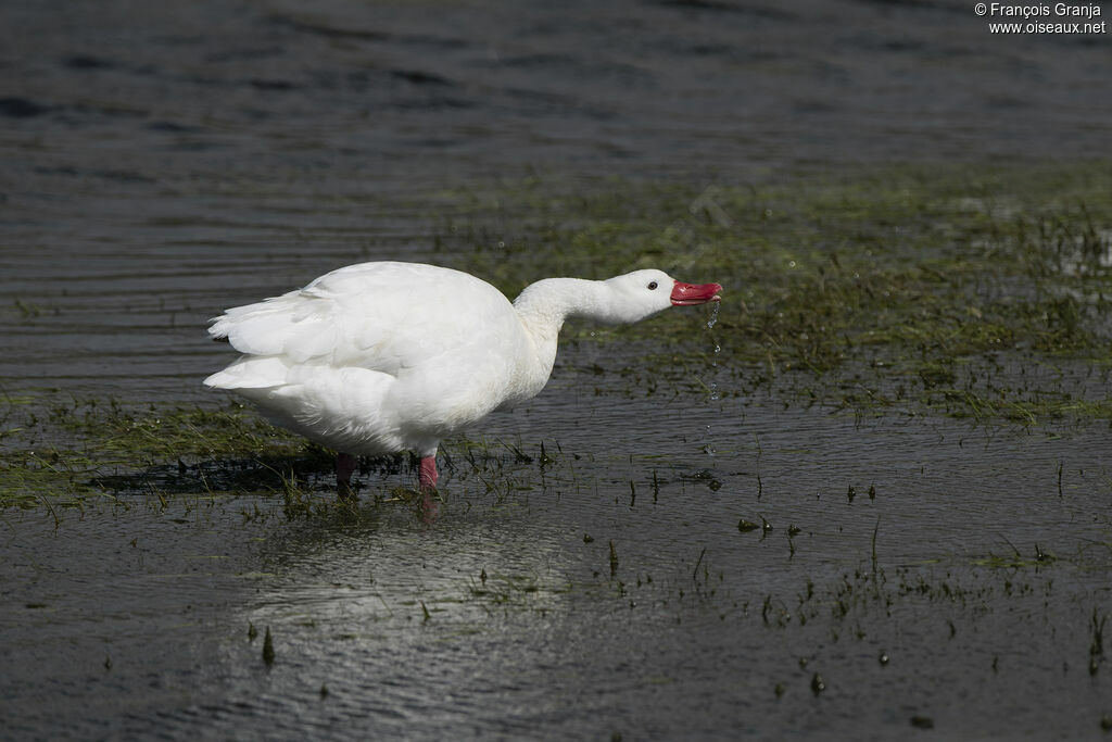 Coscoroba Swan