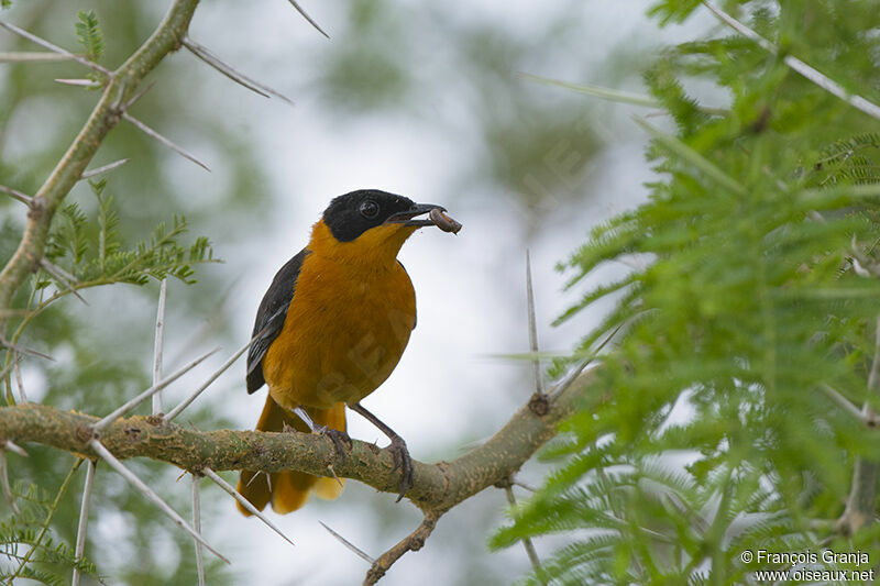 Snowy-crowned Robin-Chatadult