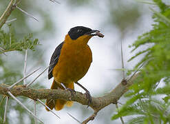 Snowy-crowned Robin-Chat