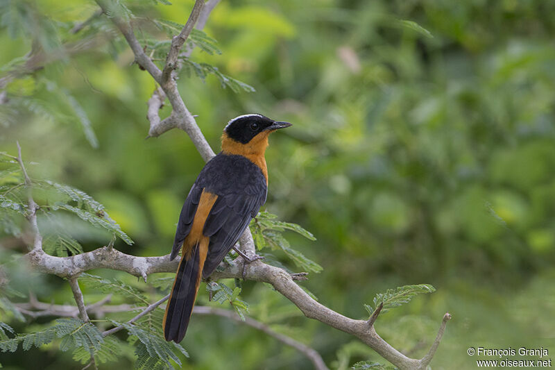 Snowy-crowned Robin-Chatadult