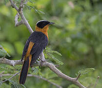 Snowy-crowned Robin-Chat