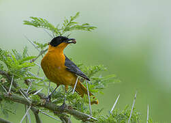 Snowy-crowned Robin-Chat