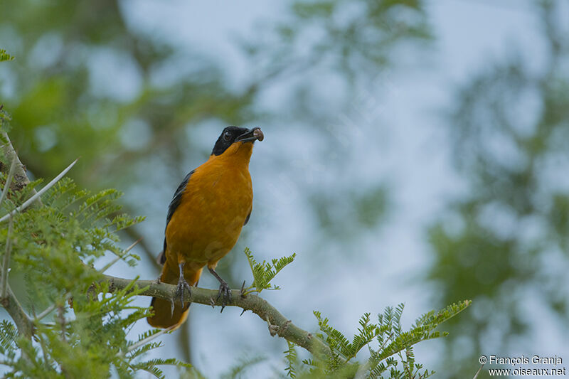 Snowy-crowned Robin-Chatadult