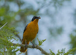 Snowy-crowned Robin-Chat