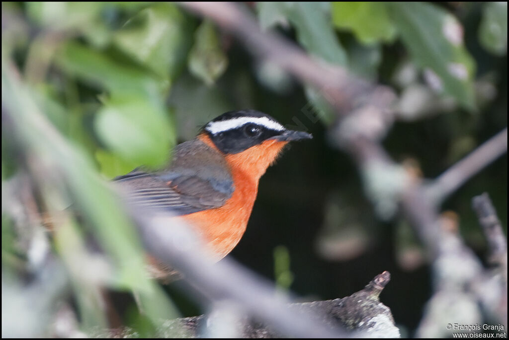 White-browed Robin-Chat