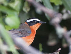 White-browed Robin-Chat