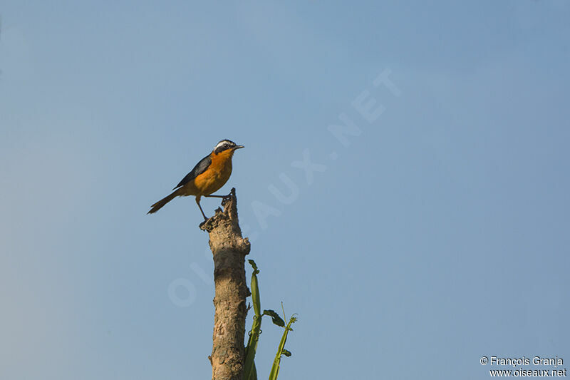 White-browed Robin-Chatadult