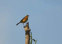 White-browed Robin-Chat