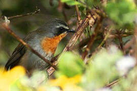 Cape Robin-Chat