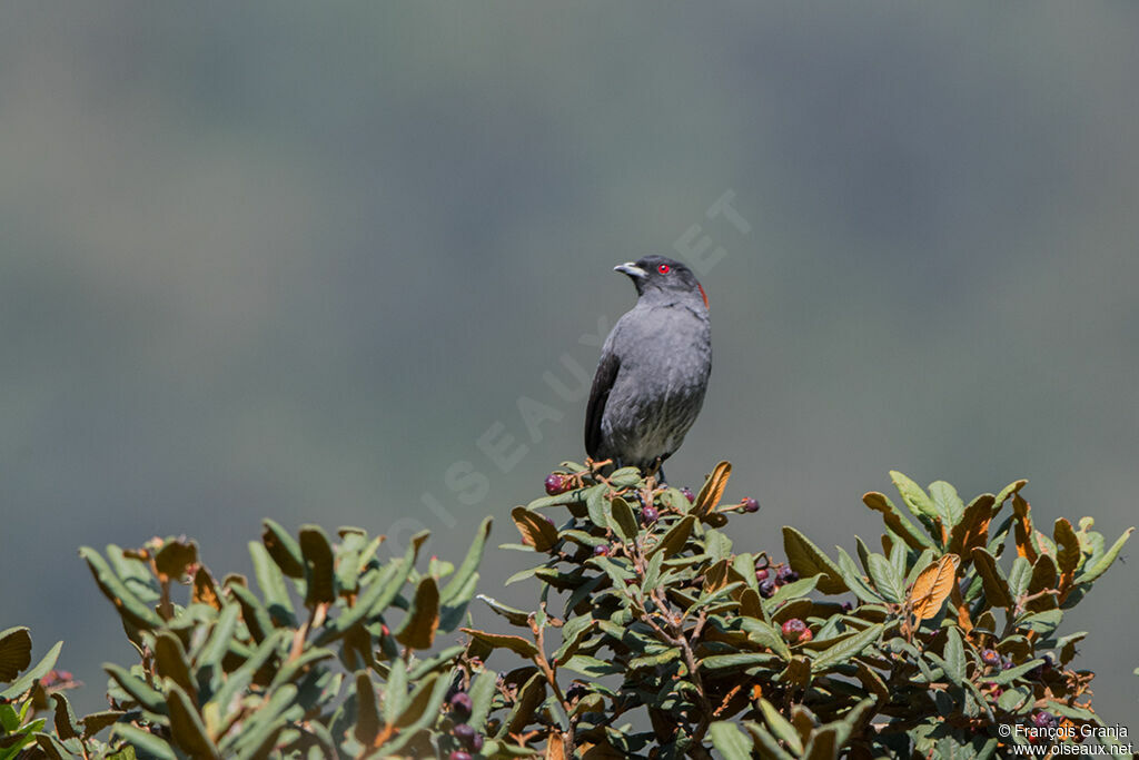 Cotinga à huppe rouge