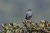 Cotinga à huppe rouge