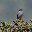 Cotinga à huppe rouge
