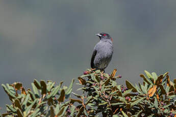 Cotinga à huppe rouge