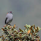Cotinga à huppe rouge
