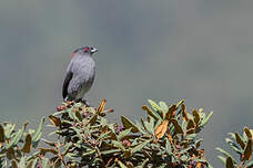 Cotinga à huppe rouge