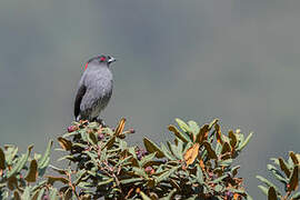 Red-crested Cotinga