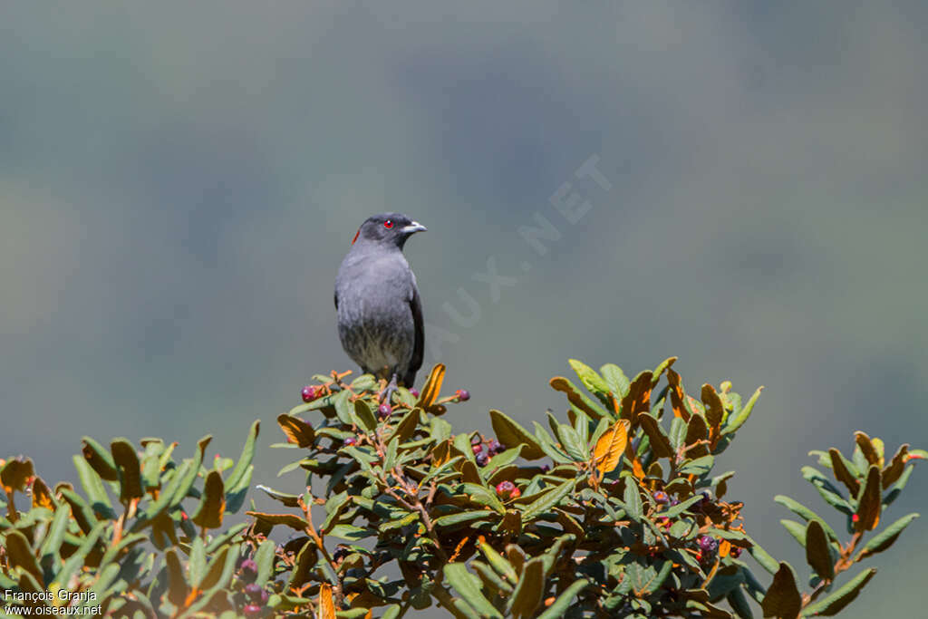 Cotinga à huppe rouge