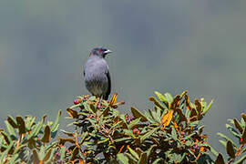 Cotinga à huppe rouge