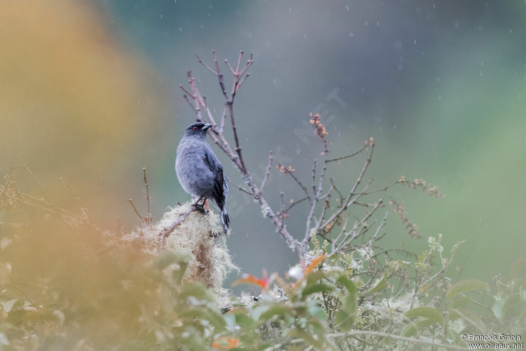 Red-crested Cotinga