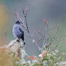 Cotinga à huppe rouge