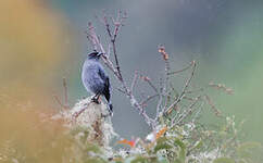 Cotinga à huppe rouge