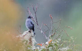 Cotinga à huppe rouge